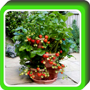 Fruit Trees In Pot Ideas APK