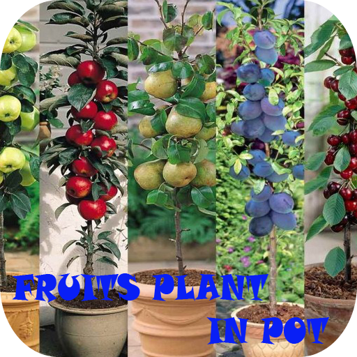 Planta de frutas em pote