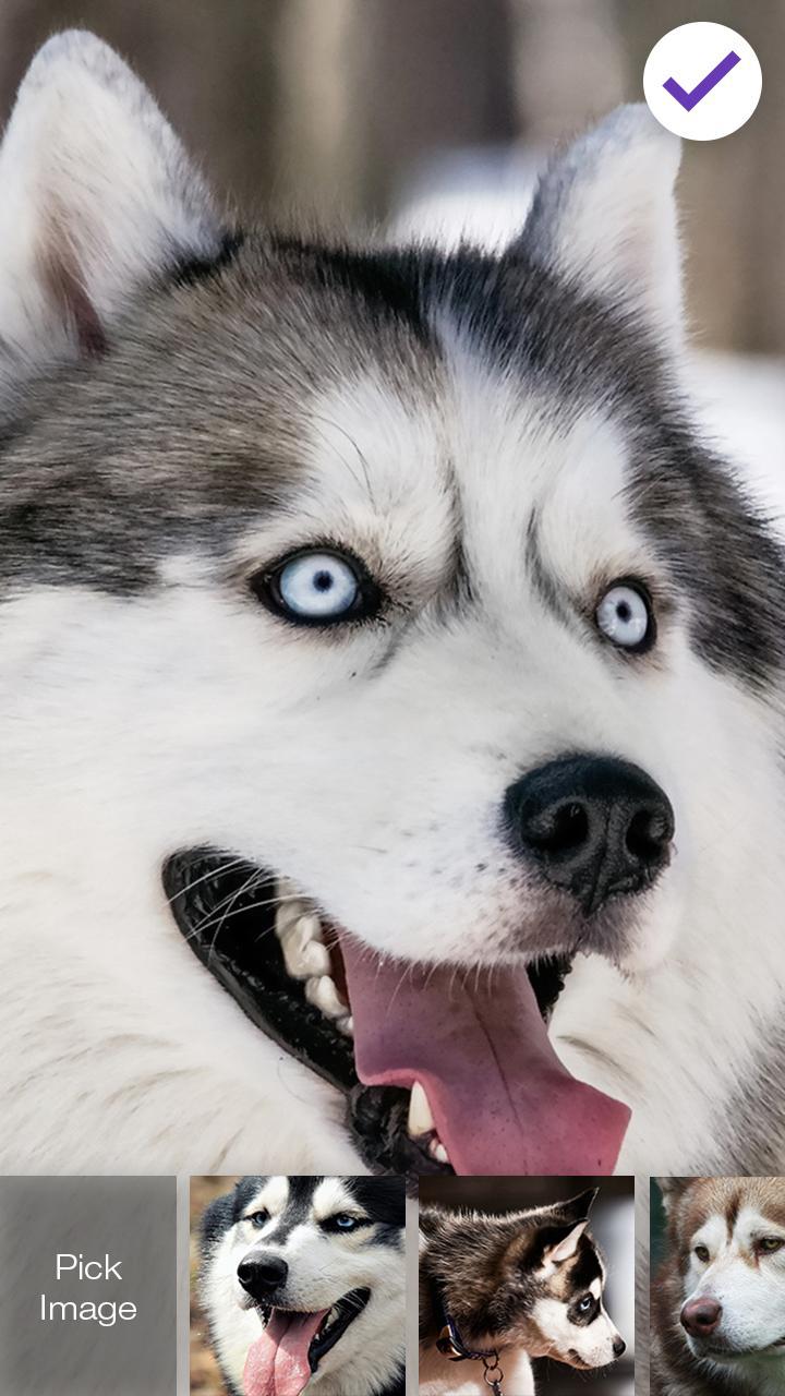 Cute Husky Puppies Wallpapers Pin Lock Password For Android Apk Download - cute husky roblox