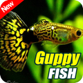 Galeria Gupik Fish