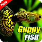 Guppy Fish Gallery icône