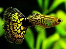 Guppy Fish Gallery screenshot 3