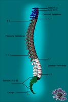 Poster GM4L Spine Bone Game