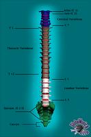 2 Schermata GM4L Spine Bone Game