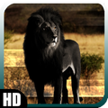 Black Lion Wallpaper