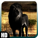 Black Lion Wallpaper-APK