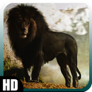 Black Lion Pack 2 Wallpaper APK