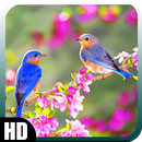 Birds Wallpaper APK
