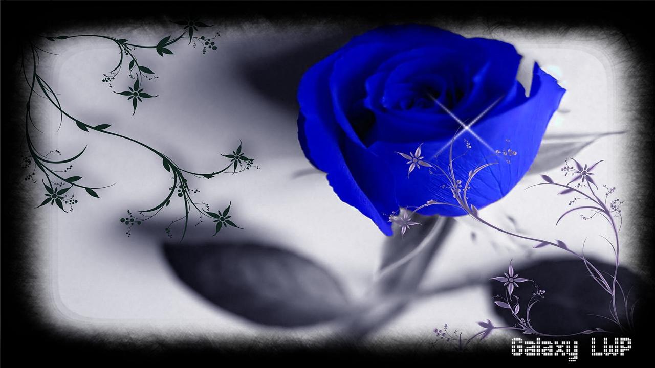 Blue Rose Wallpaper For Android Apk Download