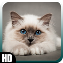 Siamese Cat Wallpaper APK