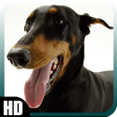 APK Doberman Pack 2 Wallpaper