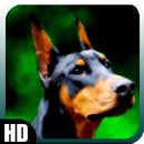 Doberman Wallpaper APK