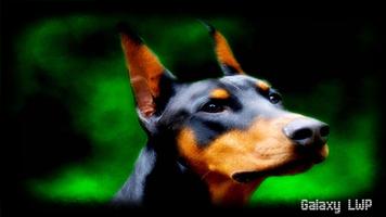 Doberman Wallpaper poster