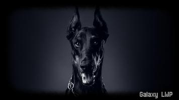 Doberman Wallpaper screenshot 1