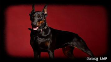 Doberman Wallpaper screenshot 2