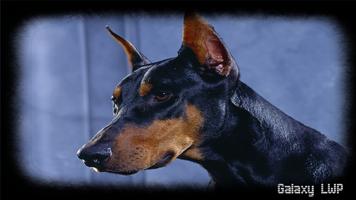 Doberman Wallpaper screenshot 3