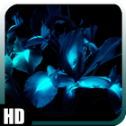 Glowing Flowers Wallpaper 圖標