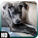 Great Dane Wallpaper APK