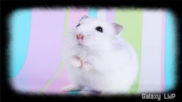 Hamster Wallpaper Cartaz