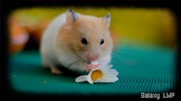 Hamster Wallpaper Screenshot 2