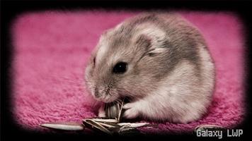 Hamster Wallpaper imagem de tela 3