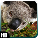 Koala Wallpaper APK