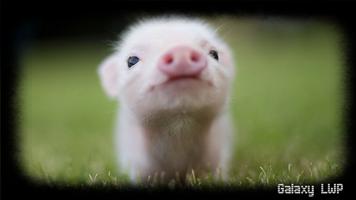 Little Pig Wallpaper اسکرین شاٹ 3