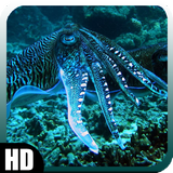 Octopus Wallpaper 图标