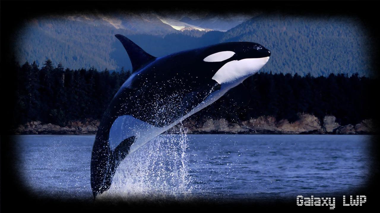 Roblox Galaxy Orca - killer whales life roblox