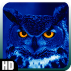 Owl Wallpaper 아이콘
