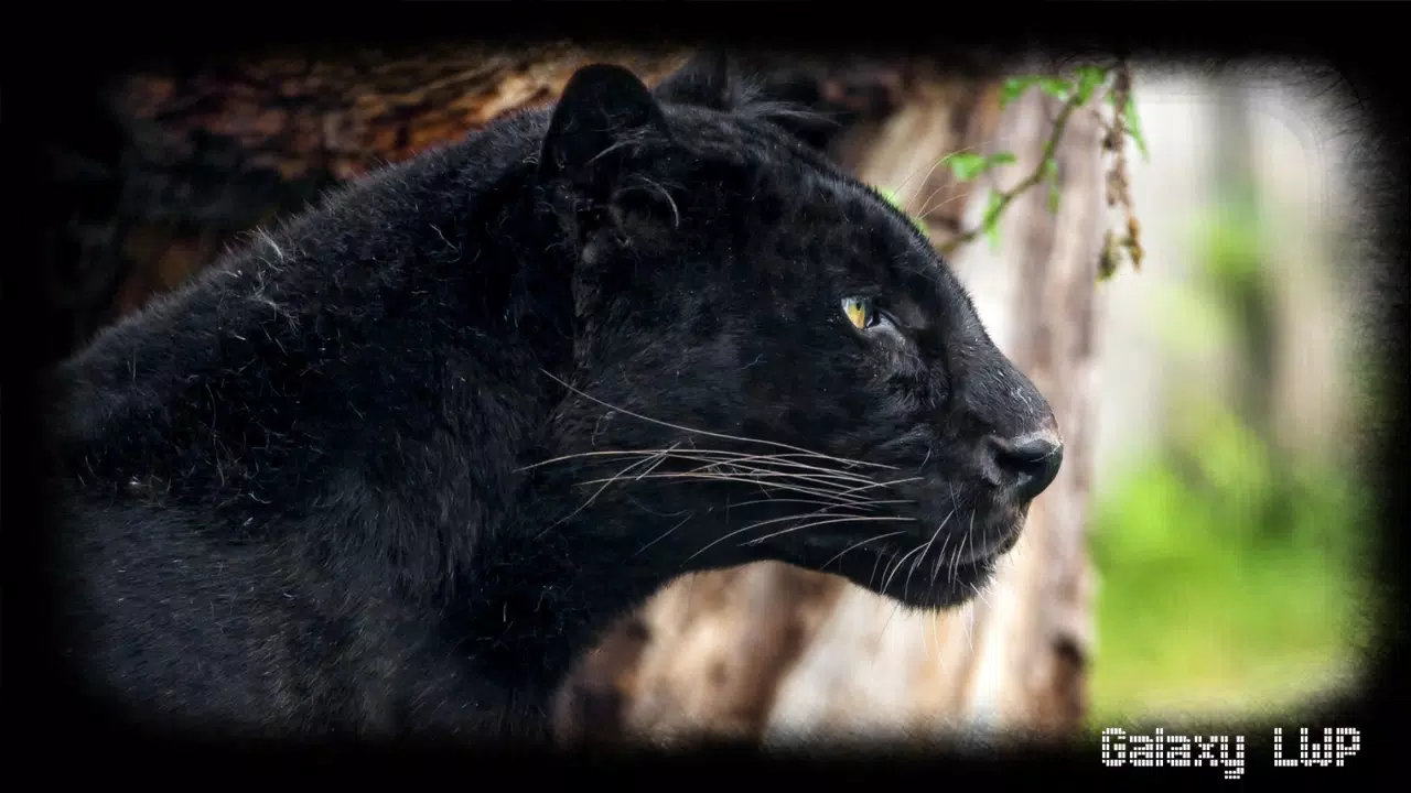 Black Panther Pack 3 Wallpaper APK for Android Download Black Panther Pack 3 Wallpaper APK for Android Download