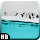 Penguin Wallpaper APK
