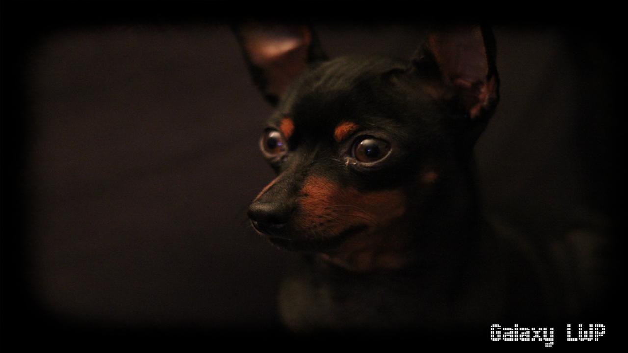 Pinscher Pack 2 Wallpaper For Android Apk Download Pinscher Pack 2 Wallpaper For Android Apk Download