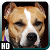 Pitbull Wallpaper APK