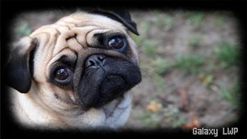 Pug Wallpaper স্ক্রিনশট 3