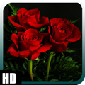 Roses Wallpaper