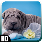 آیکون‌ Shar Pei Wallpaper