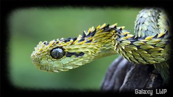 Snake Wallpaper screenshot 3