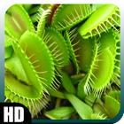 Venus Flytrap Wallpaper আইকন