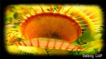 Venus Flytrap Wallpaper স্ক্রিনশট 3