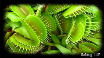 Venus Flytrap Wallpaper পোস্টার