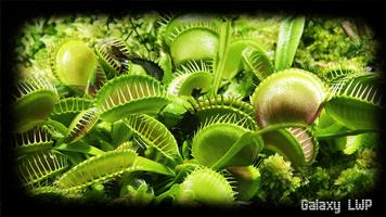 Venus Flytrap Wallpaper স্ক্রিনশট 1