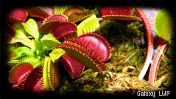 Venus Flytrap Wallpaper স্ক্রিনশট 2