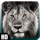 White Lion Wallpaper APK