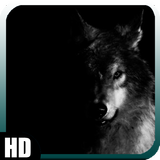 Black Wolf Wallpaper ícone