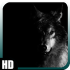 Black Wolf Wallpaper-icoon