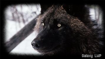Black Wolf Wallpaper capture d'écran 2