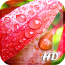 Spring Leaf wallpapers APK