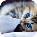 Cat Picture Matching APK