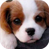 Beautiful puppies puzzle, dogs & jigsaw. icon